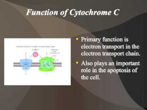Cytochrome C, The Middle Child of the Electron Transport Chain
