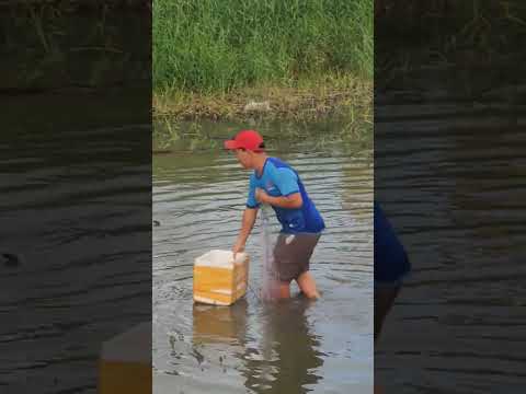 Video Về Cà Mau giăng lưới, cá lóc, cá phi bao la. - youtube