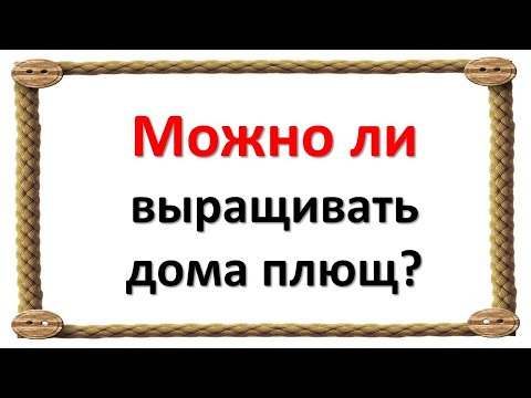 Можно ли выращивать дома плющ?  Народные приметы про плющ обыкновенный