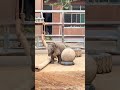 A naughty and cute baby elephant
