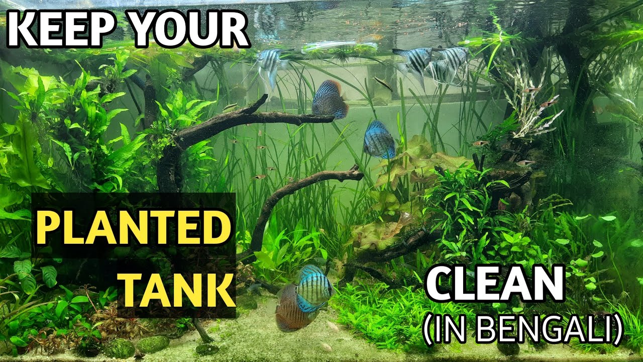 Understanding FILTRATION In Planted Aquarium & Importance Of WATER