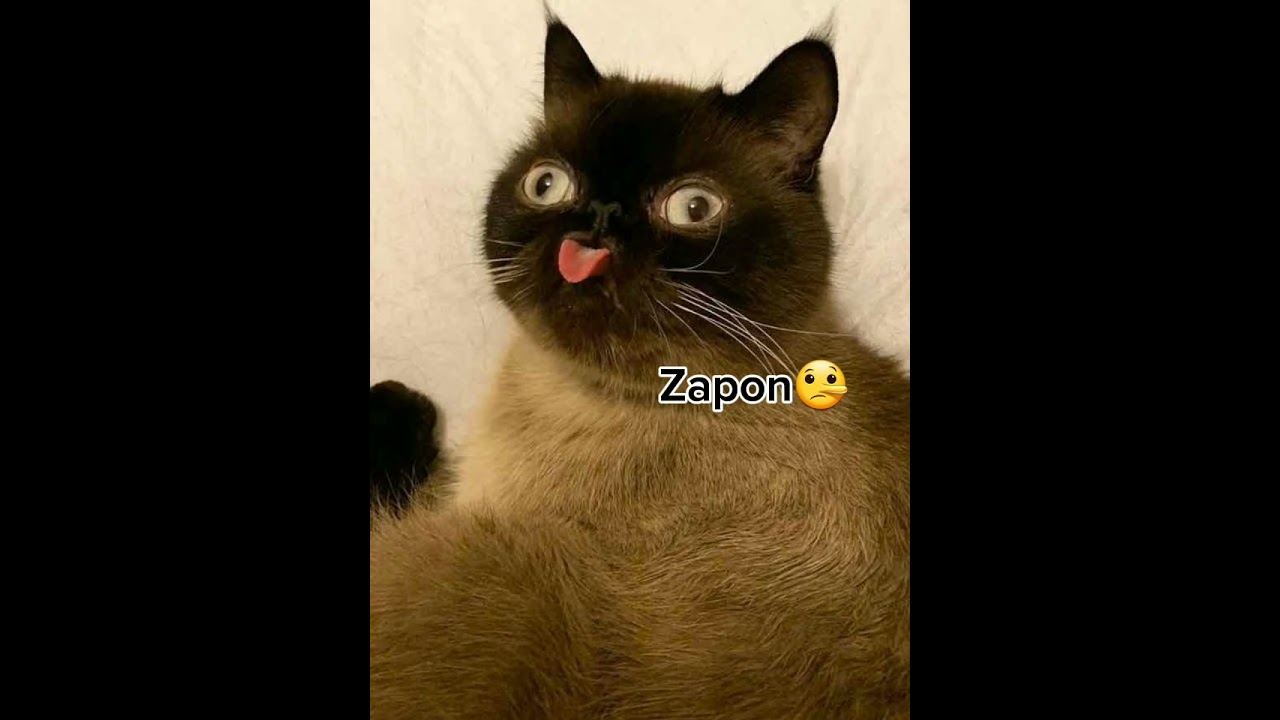 Zapon #drôle #chat #humour