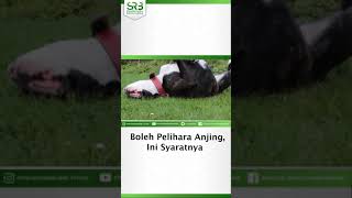 Boleh Pelihara Anjing, catat Ini Syaratnya