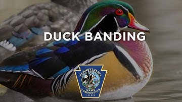 Duck Banding