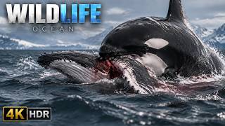 OCEAN MYSTERIES The Great Battle Between the Giants of the Deep Full Documentary