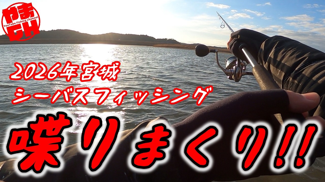 2026年 宮城シーバス始動‼️