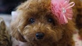 子犬 鳴き声 トイプードル 子犬 鳴き声 トイプードル