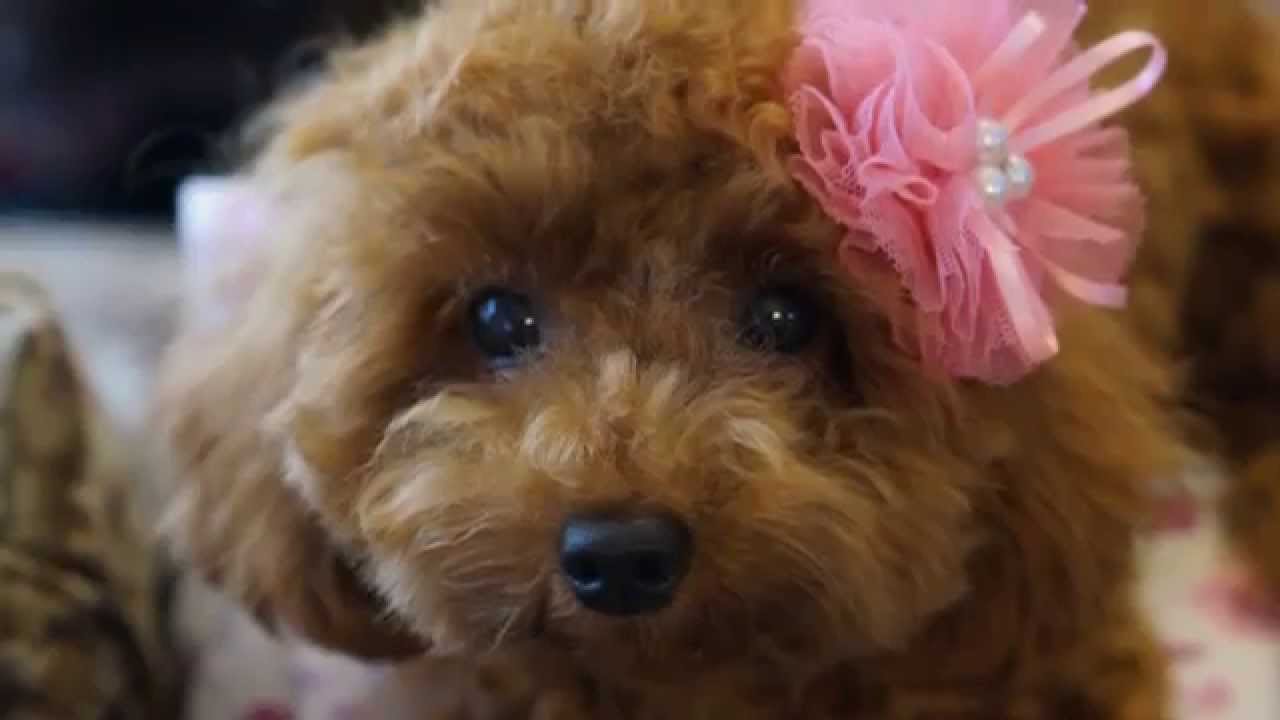 トイプードル 子犬 トフィ 1歳の記録 かわいい鳴き声 あなたに癒しを提供する動画サイト