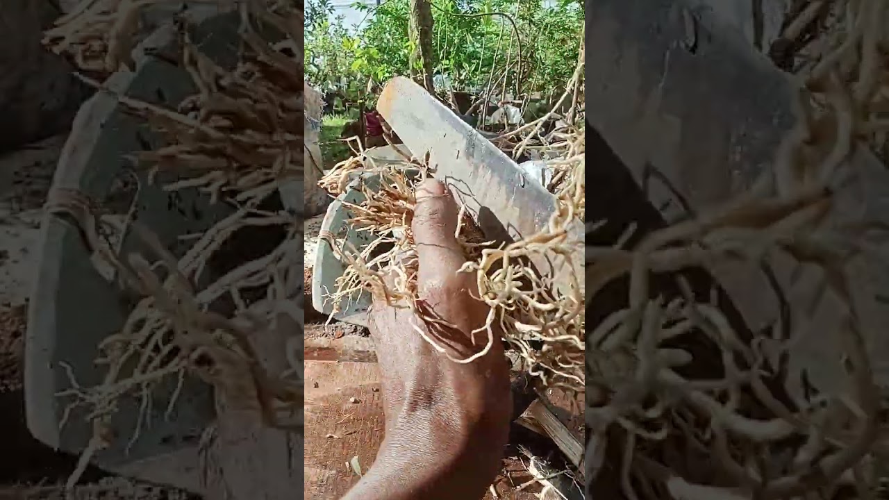 Tanam stek bahan bonsai waru Taiwan pecah batang 