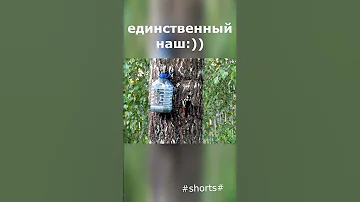 дятел прилетает один #shorts#