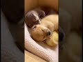 🐾I'm sleeping♥️ #cute #pets
