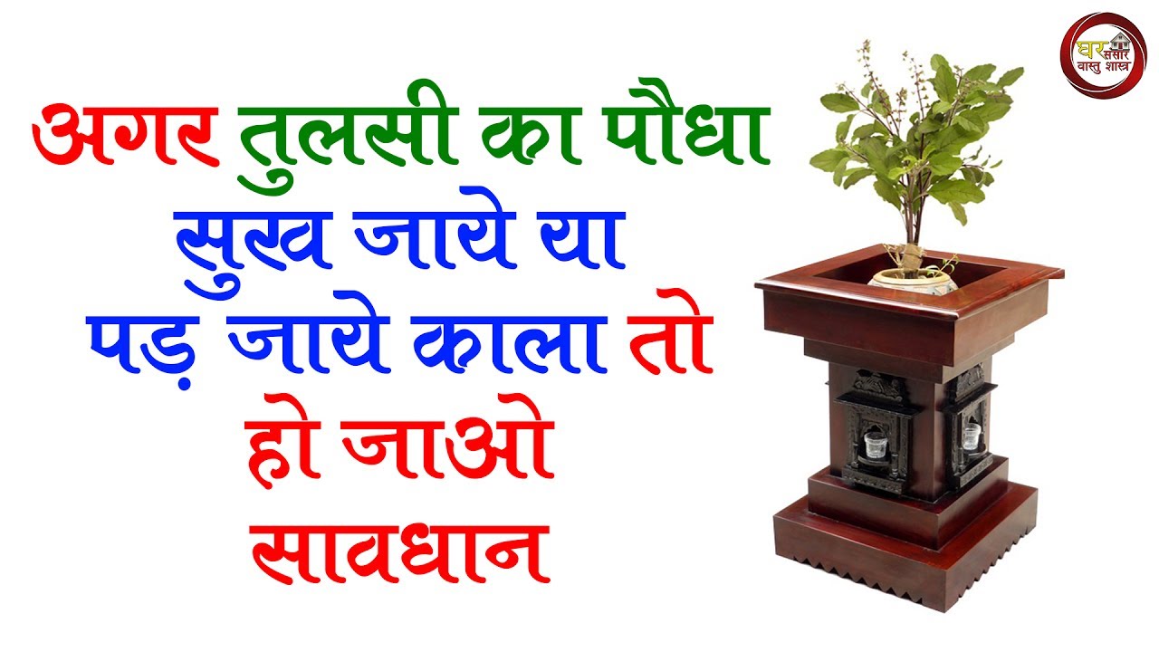 अगर तुलसी का पौधा सुख जाये या पड़ जाये काला तो हो जाओ सावधान | घर में है तुलसी तो जरुर देखिये || - YouTube