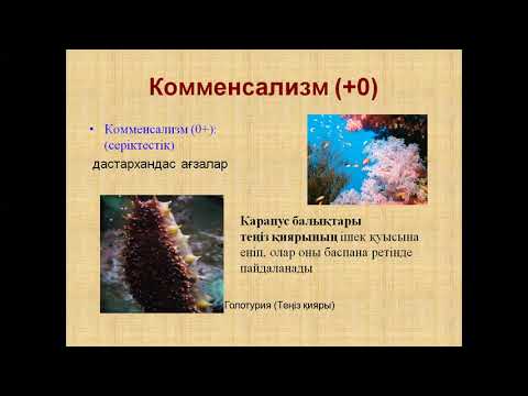 Бейне: Комменсализмде екі түр де теріс әсер етеді ме?