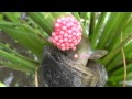 『ジャンボタニシ　産卵・孵化』　Spawning and hatching of jumbo snails