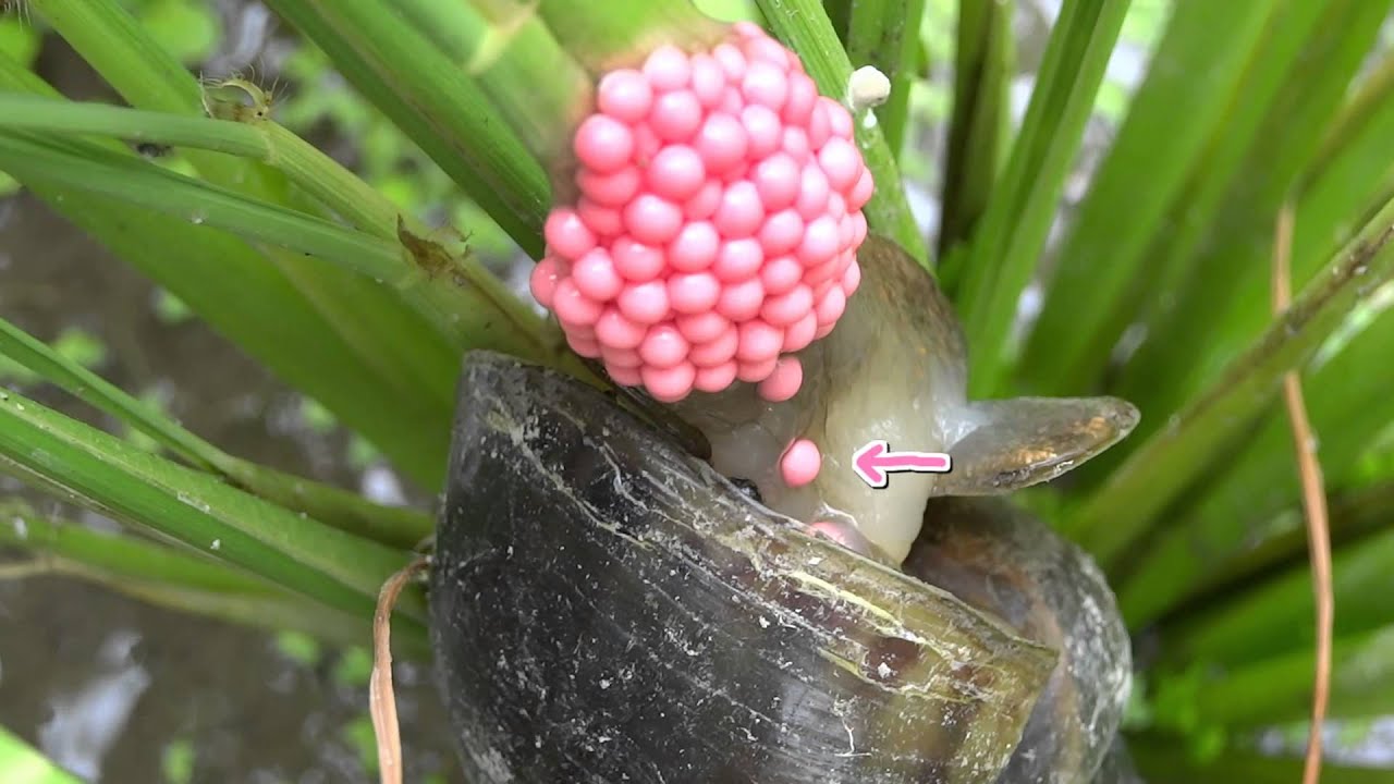 ジャンボタニシ 産卵 孵化 Spawning And Hatching Of Jumbo Snails Youtube