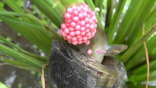『ジャンボタニシ　産卵・孵化』　Spawning and hatching of jumbo snails