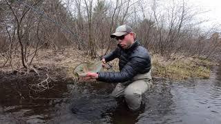 Michigan Steelhead on a Streamer
