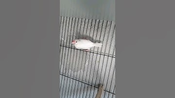 java white cute #java #javascript #birds #viral #shorts #trending #subscribe #cute #foryou #like