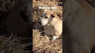 Mera Cute Sa Dog Baadasha O Baadasha