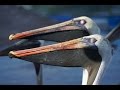 Puerto Ayora Santa Cruz, Galápagos