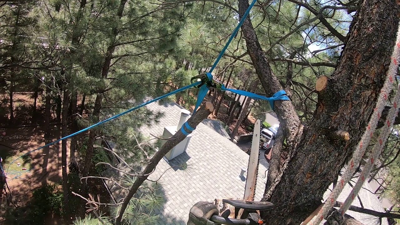 Tree removal speed line 101 - YouTube