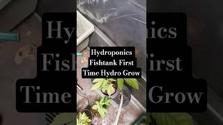 Hydroponics Fishtank First Time Hydro Grow #growtips #goofy #goofyvibes #cannabiseducation