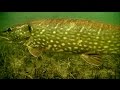 Cannibal pike full video: underwater attacks on fishing lures for muskie gädda snoek haug lucio.