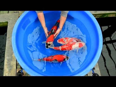 Modern Koi Blog