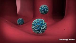 influenza replication