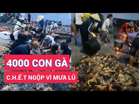Video 4.000 con gà chết ngộp vì mưa lũ, không còn sót lại... - youtube