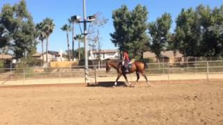 Shake It Off Aka Bambi