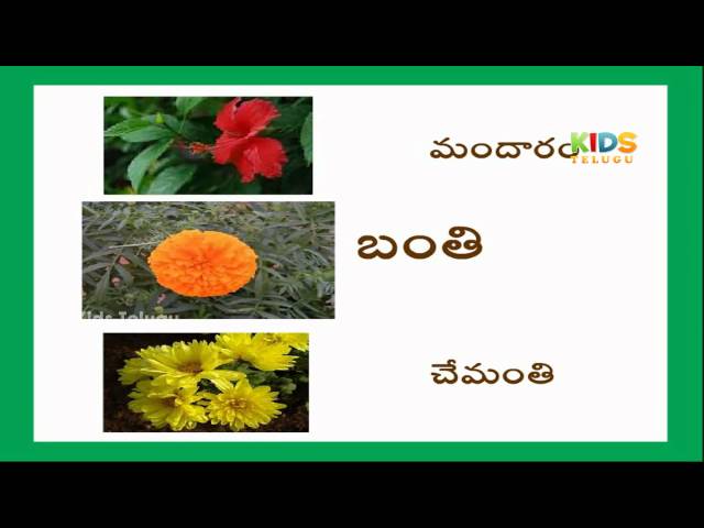 Names Of The Flowers In Telugu With