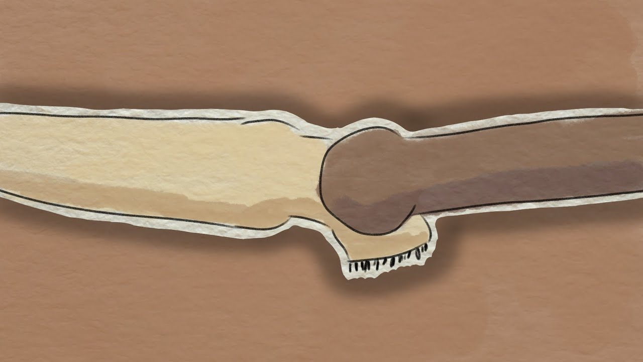 Genesis 39 - Joseph and Potiphar’s Wife