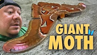 I Seen a Giant Attacus Atlas Moth Disguised as Snake For The First Time In My Life , It Was Unreal