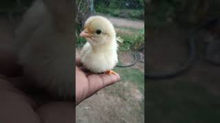 Hen Beautiful Chicks || Small Hen Sound screenshot 4