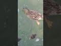 Nëna rosë me bibat e vogla/ Lago d'Iseo