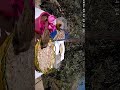 حسون ودويري مع بعض على الأكل 🐦🔥 | Goldfinch & Sparrow Eating Together #shorts