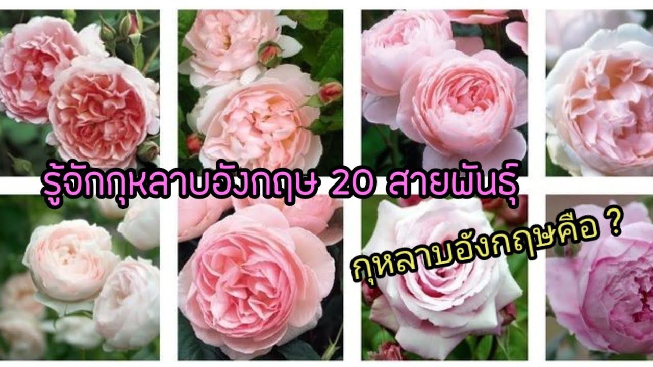 Представляем 20 сортов английских роз. Английская роза №1