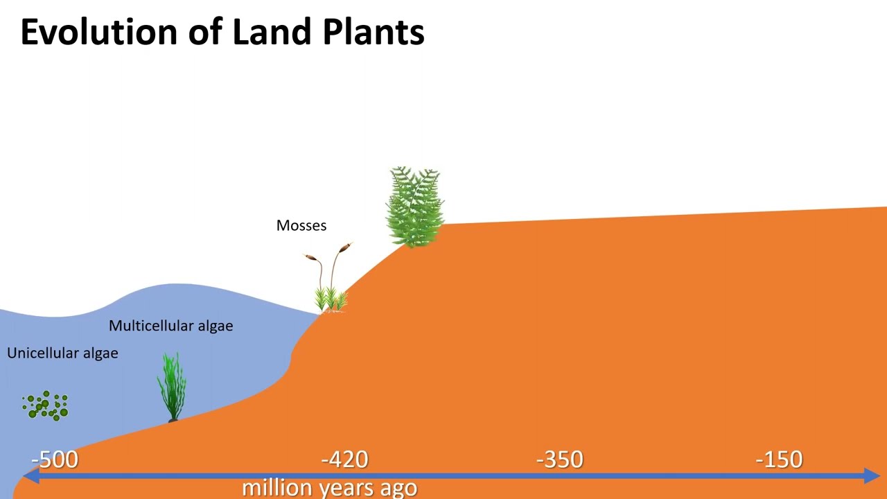 Evolution of Land Plants