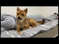 柴犬いちごの好きな場所はパパの〇〇の下