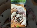 かわいい子犬の日常 #koreaPuppies #japanDogs