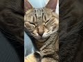 Sleepy Cat #cat #catvideos