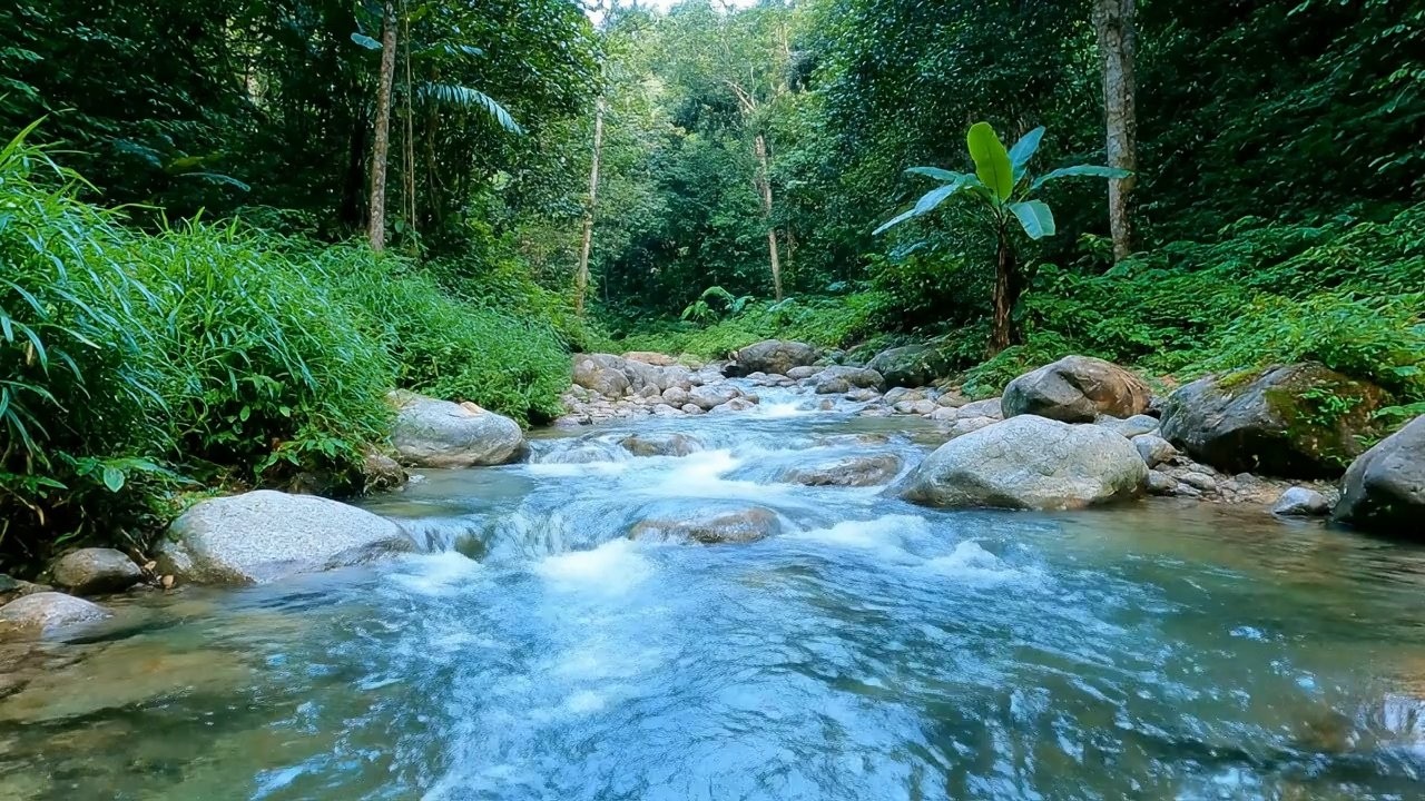 Peace Therapy – Beautiful Enchanted Water River Sound in Green Forest – Relax Brain