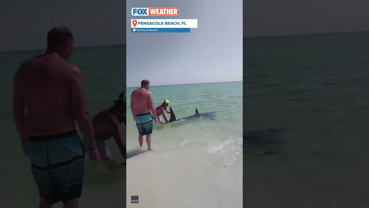 Beachgoers Save Massive Shark Stranded In Shallow Water On Florida Beach