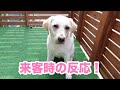 来客時のラブラドールの反応。きなこの場合 Labrador Retriever