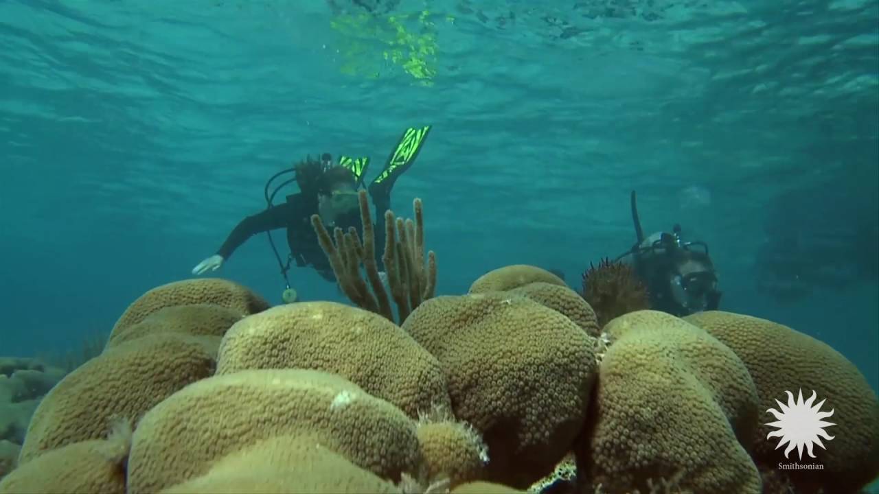 Healthy Reefs for Healthy People