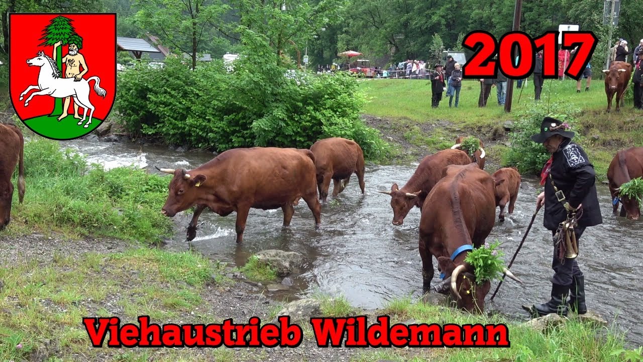 38. Viehaustrieb des Harzer Rotvieh in Wildemann 2017