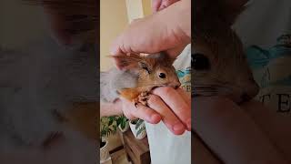 Happy Squirrel Gets Cozy With Its Humans Scritch Satisfaction