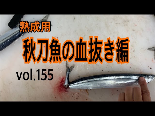 Bleeding pacific saury for aging Vol.155 - YouTube