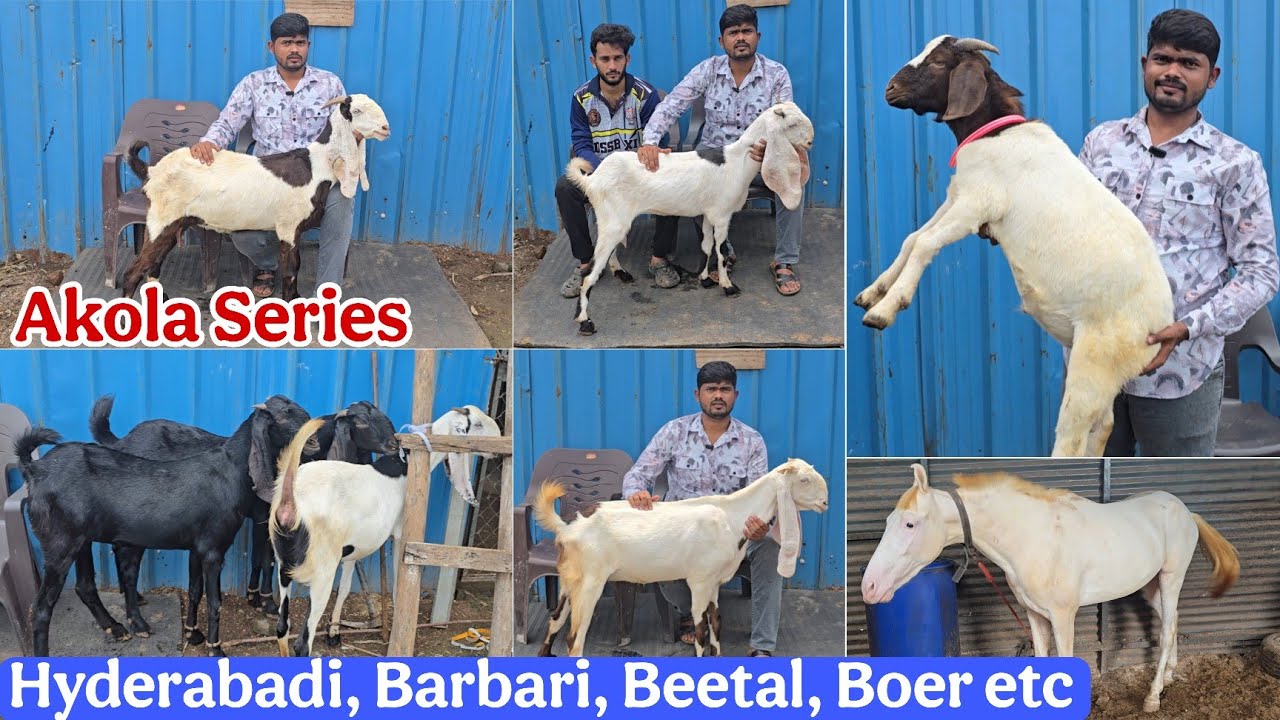 Top Quality Hyderabadi, Beetal, Totapari, Barbari Boer at ZFZ goat farm Akola Maharashtra 